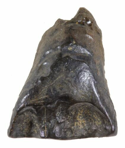 Leptoceratops Tooth - Montana #58491